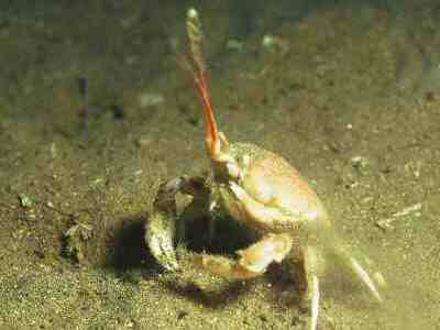 Masked crab